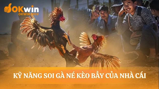 Xem đá gà trực tiếp thomo ngày hôm nay bằng mắt chuyên gia