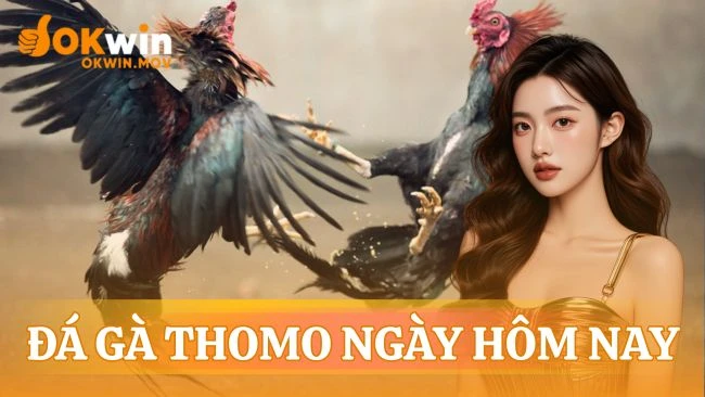 Đá gà trực tiếp thomo ngày hôm nay